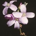 fcoralrootflotbittercress