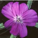 fcornflocockle