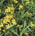 fcreepingfloyellowcress