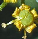 ffennelflo