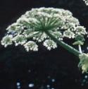 fgiantflo1hogweed