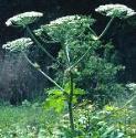 fgiantflos1hogweed