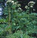 fgiantfor1hogweed