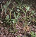 fgreenforhellebore