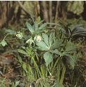 fgreenfor1hellebore