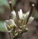 fhairyflosbittercress