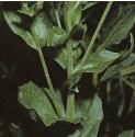 fhoaryfolcress