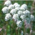fhogweedflos1