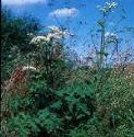 fhogweedfor1