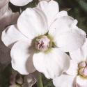fladysflosmock