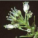 fnarrowfloleavedbittercress