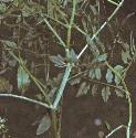 fnarrowfolleavedbittercress