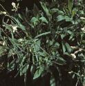 fnottinghamforcatchfly
