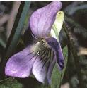 fpaleflotheathviolet