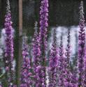 fpurpleflosloosestrife