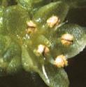fruptureflo2wort