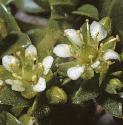 fseaflossandwort