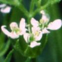 fshepherdsflo1needle