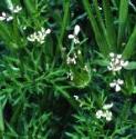 fshepherdsflos1needle