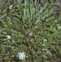fshepherdsfolcress