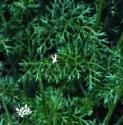 fshepherdsfol1needle