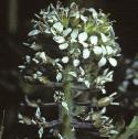 fsmithsflocress