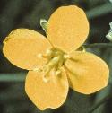 fwallflorocket