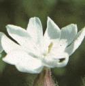 fwhiteflocampion