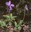 fwoodflosdogviolet