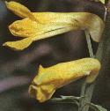fyellowflocorydalis