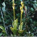 fenffor1orchid