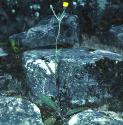 fewleavedfforhawkweed