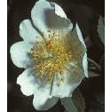 fieldfflo1rose