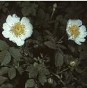 fieldfflosrose