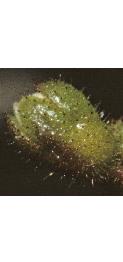 fingeredfflo1budsaxifrage