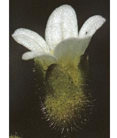 fingeredfflo2saxifrage1