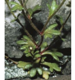 fingeredffolsaxifrage