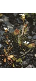 fingeredffor1saxifrage
