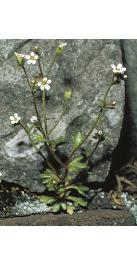 fingeredffor2saxifrage