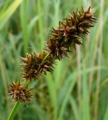 foxffrusedgebritishflora1