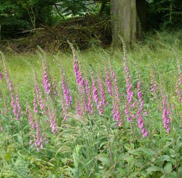 foxgloveffor1britishflora