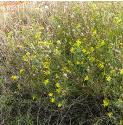 goldenfforsamphirebritishflora