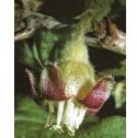 gooseberryfflo2