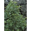 gooseberryffor