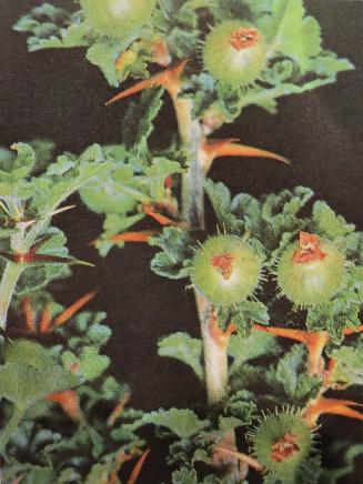 gooseberryibesuvacripapolunin