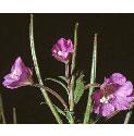 greatfflos2willowherb1
