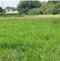greatfforwatergrassbritishflora