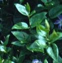 greaterffolperiwinkle