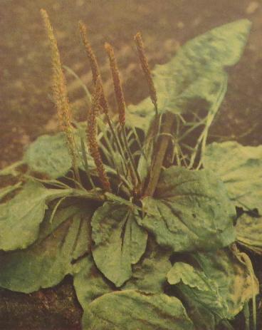 greaterplantainplantagomajorcorke
