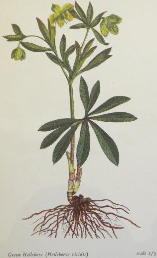 greenhelleborehelleborusviridissalisbury